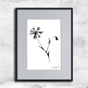 Autorska czarnobiała grafika - chabry nr 126