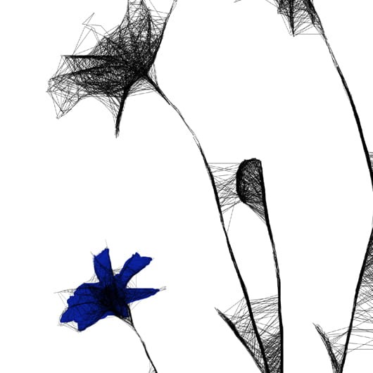 Autorska czarnobiała grafika - chabry nr 125, detal